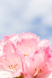 鲜花