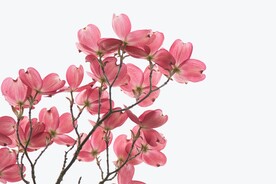花枝花朵