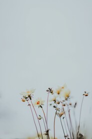 鲜花背景