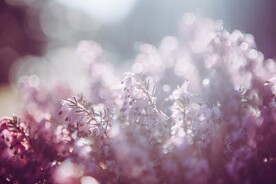 鲜花