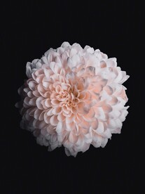 鲜花