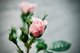 月季花苞