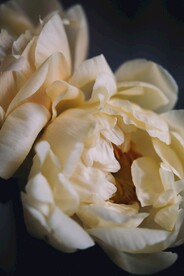 鲜花