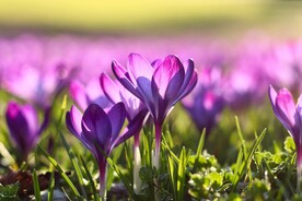 藏红花