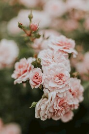 月季花
