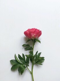 鲜花特写