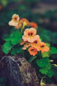 凌霄花