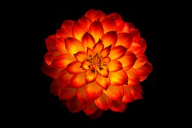 花朵特写
