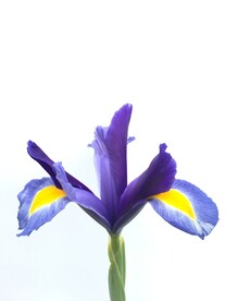鸢尾花