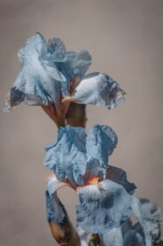 蓝色鲜花