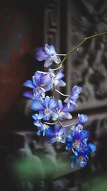 兰花