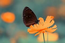 鲜花蝴蝶