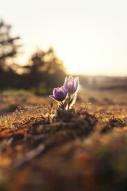 藏红花