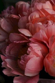 花朵特写