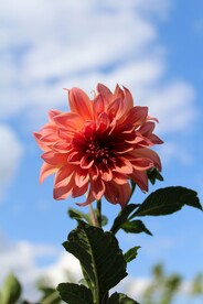 鲜花特写