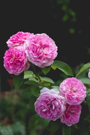 牡丹花