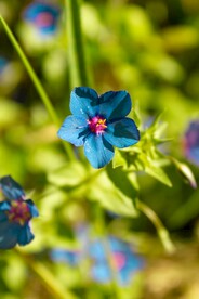 蓝色小花