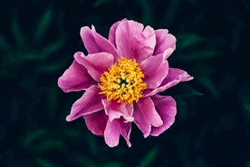 紫色鲜花