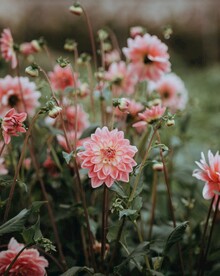 鲜花
