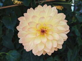 鲜花特写