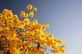黄色鲜花