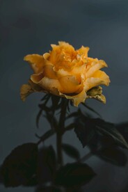 黄色月季