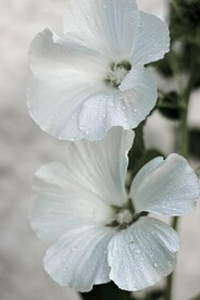 白色鲜花特写