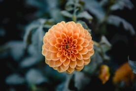 鲜花摄影