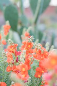 鲜花