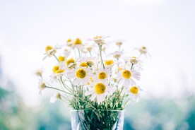 小雏菊