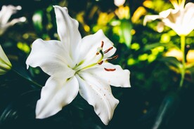 百合花