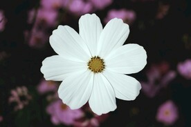 格桑花