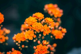 鲜花特写