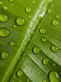水珠
