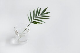 花瓶叶子