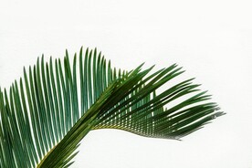 树叶子