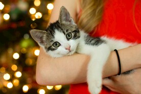猫咪