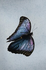 蝴蝶