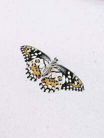 花蝴蝶