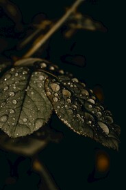 树叶特写