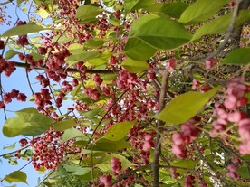 山茱萸