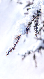 立冬立秋冬天下雪图片