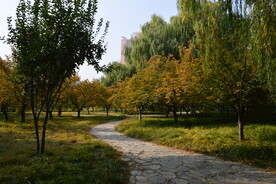 莲花池风景 