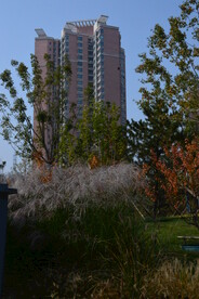 芒草风景 