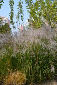 公园风景  