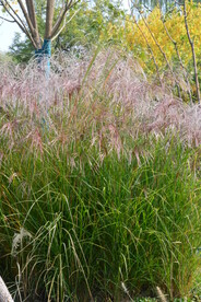 芒草风景  