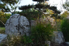 莲花池风景 