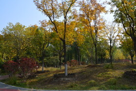 莲花池风景