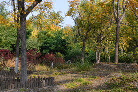 莲花池风景  