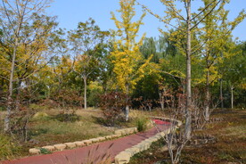 莲花池风景 